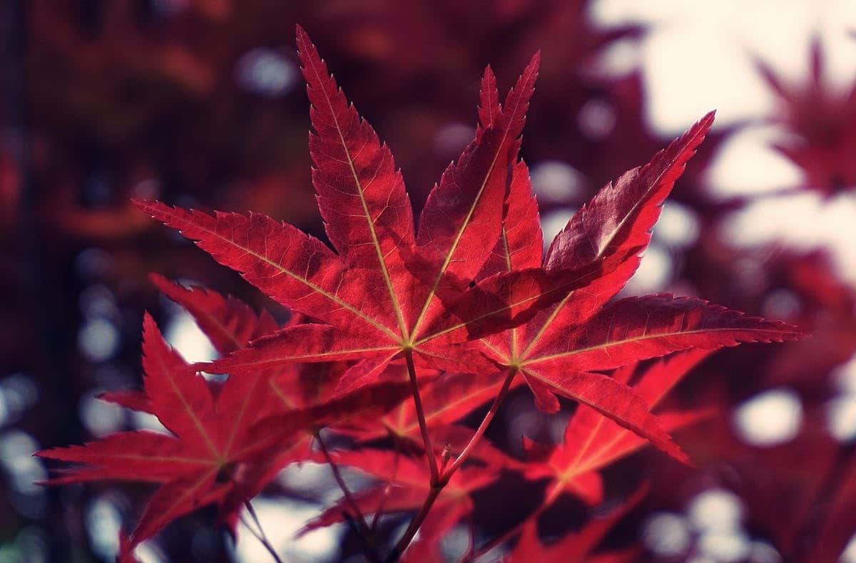 Conseils pour prévenir le dessèchement des feuilles des Erables du Japon